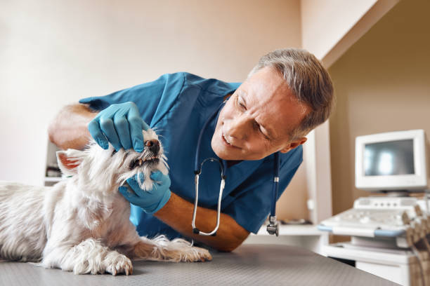 Best Same-Day Emergency Dental Services in Captains Cove, VA